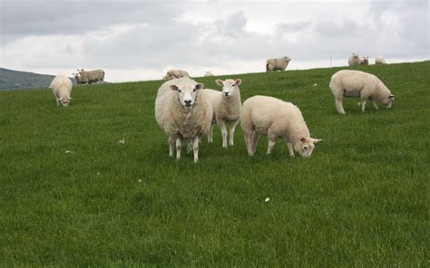 Овцы в траве
 2024.04.24 08:23